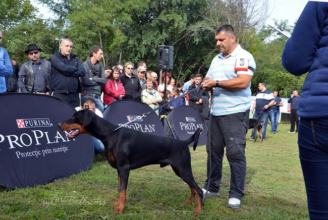 Dobergaarden Forever TomTom